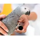 Business 1 image EXOTIC ANIMAL HOSPITAL OF ORLANDO Veterinarians in Orlando FL