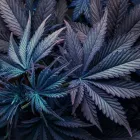 Business 1 image FROM THE EARTH MEDICAL MARIJUANA DISPENSARY BROOKSIDE in Kansas City MO