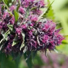 Business 5 image FROM THE EARTH MEDICAL MARIJUANA DISPENSARY BROOKSIDE in Kansas City MO