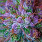 Business 8 image FROM THE EARTH MEDICAL MARIJUANA DISPENSARY BROOKSIDE in Kansas City MO