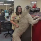 Business 8 image FURRY FRIENDS DOG AND CAT GROOMING Pet Grooming in San Diego CA