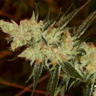 Business 5 image GREEN DRAGON RECREATIONAL MARIJUANA DISPENSARY EAST COLFAX AVE Pipes in Denver CO