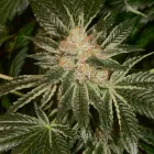 Business 6 image GREEN DRAGON RECREATIONAL MARIJUANA DISPENSARY EAST COLFAX AVE Pipes in Denver CO