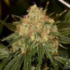 Business 11 image GREEN DRAGON RECREATIONAL MARIJUANA DISPENSARY EAST COLFAX AVE Pipes in Denver CO