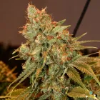 Business 15 image GREEN DRAGON RECREATIONAL MARIJUANA DISPENSARY EAST COLFAX AVE Pipes in Denver CO