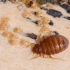 Business 4 image GREEN-TECH TERMITE AND PEST CONTROL Pest Control Equipment in Palm Harbor FL