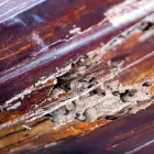 Business 5 image GREEN-TECH TERMITE AND PEST CONTROL Pest Control Equipment in Palm Harbor FL