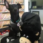 Business 4 image HAMMOCKS VETERINARY HOSPITAL Veterinary Pharmacies in Miami FL