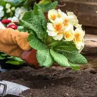 Business 8 image HAWK VALLEY LANDSCAPING Shrub Trimming in Orlando FL