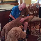 Business 3 image HEALING PAWS ANIMAL THERAPY - SUPER DOG MAX in Palm Harbor FL