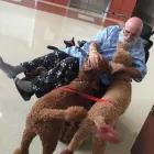 Business 11 image HEALING PAWS ANIMAL THERAPY - SUPER DOG MAX in Palm Harbor FL