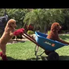 Business 12 image HEALING PAWS ANIMAL THERAPY - SUPER DOG MAX in Palm Harbor FL