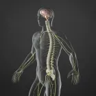 Business 3 image HEALTHPOINT CHIROPRACTOR Reflexologists in Fort Lauderdale FL
