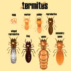 Business 1 image HORSE AND CHAISE TERMITE REMOVAL EXPERTS Pest Control Services in Englewood CO