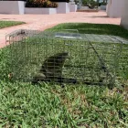Business 3 image HUMANE IGUANA CONTROL Pest Control Services in Miami FL