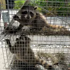 Business 5 image HUMANE IGUANA CONTROL Pest Control Services in Miami FL
