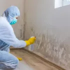 Business 1 image JAMAICA HILL MOLD INSPECTION CO State Inspections in Lauderhill FL
