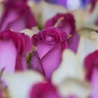 Business 2 image JIM THRELKEL FLORIST Gift Shop in Fort Lauderdale FL