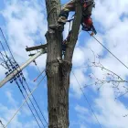 Business 3 image JK TREE EXPERTS, LLC Tree Removal Service in Buffalo NY