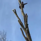Business 5 image JK TREE EXPERTS, LLC Tree Removal Service in Buffalo NY