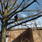 Business 6 image JK TREE EXPERTS, LLC Tree Removal Service in Buffalo NY