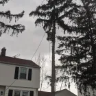 Business 10 image JK TREE EXPERTS, LLC Tree Removal Service in Buffalo NY
