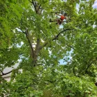 Business 14 image JK TREE EXPERTS, LLC Tree Removal Service in Buffalo NY