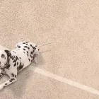 Business 7 image JOE DIMEO CHEM-DRY Upholstery Cleaning Service in Palm Harbor FL