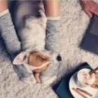 Business 8 image JOE DIMEO CHEM-DRY Upholstery Cleaning Service in Palm Harbor FL