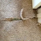 Business 5 image KANSAS CITY CARPET CLEANING Upholstery Cleaning in North Kansas City MO