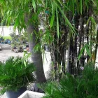 Business 1 image KENTREE WHOLESALE LANDSCAPES, LLC Lawn Care & Garden Maintenance in Fort Lauderdale FL