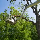 Business 1 image KRONOS TREECARE & LANDSCAPE Tree Service in Sacramento CA