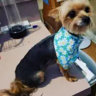 Business 1 image LE PUP PET SUPPLIES AND GROOMING in Ocoee FL