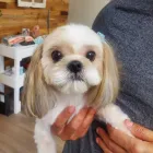 Business 3 image LE PUP PET SUPPLIES AND GROOMING in Ocoee FL