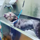 Business 4 image LE PUP PET SUPPLIES AND GROOMING in Ocoee FL