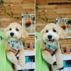 Business 6 image LE PUP PET SUPPLIES AND GROOMING in Ocoee FL