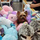 Business 7 image LE PUP PET SUPPLIES AND GROOMING in Ocoee FL