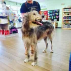 Business 8 image LE PUP PET SUPPLIES AND GROOMING in Ocoee FL