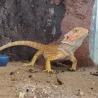 Business 10 image LE PUP PET SUPPLIES AND GROOMING in Ocoee FL