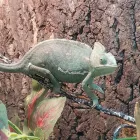 Business 11 image LE PUP PET SUPPLIES AND GROOMING in Ocoee FL