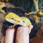 Business 12 image LE PUP PET SUPPLIES AND GROOMING in Ocoee FL