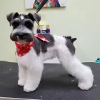 Business 13 image LE PUP PET SUPPLIES AND GROOMING in Ocoee FL