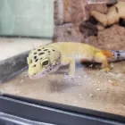 Business 14 image LE PUP PET SUPPLIES AND GROOMING in Ocoee FL