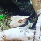 Business 15 image LE PUP PET SUPPLIES AND GROOMING in Ocoee FL