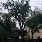 Business 3 image LEO'S TREE & LANDSCAPING SERVICES, LLC Tree Trimming Service in Tampa FL