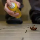 Business 2 image LIGHTNING REMOVAL TERMITE EXPERTS Pest Control Services in Tampa FL