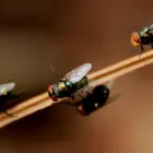 Business 7 image LIGHTNING REMOVAL TERMITE EXPERTS Pest Control Services in Tampa FL