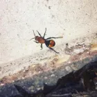 Business 1 image LYDYBUG PEST CONTROL Taexx built-in Pest Control in Orlando FL