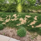 Business 3 image NATURALAWN OF AMERICA Lawn Care Services in Denver CO