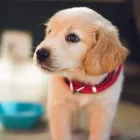 Business 1 image NESSY'S PUPPIES OF KENDALL in Miami FL